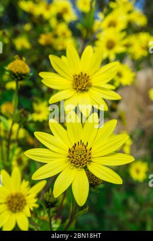 Helianthus 'Lemon Queen' Blumen, eine mehrjährig Sonnenblumen, im frühen Herbst in West Sussex, England, UK. Porträt. Kleine gelbe Sonnenblume. Stockfoto