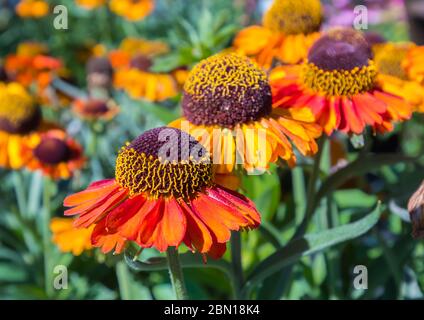 Nahaufnahme der orangen und gelben Blüten von Helenium 'Short and Sassy' (AKA Helens Blume), im Sommer (August) in Großbritannien. Stockfoto