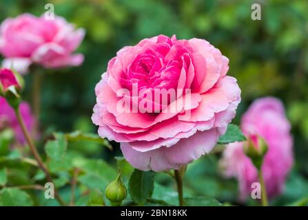 Rosa 'Prinzessin Alexandra von Kent" (Ausmerchant), eine Rosa duftende Englische Rose blühen im Sommer in West Sussex, England, UK. Stockfoto