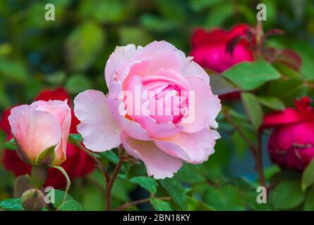 Rosa' der alten Mariner' (Ausoutcry), eine Mitte rosa hardy Englisch Strauch Rose blühen im Sommer in West Sussex, England, UK. Stockfoto