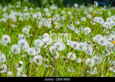 Teppich aus weißen Gemeinsame Löwenzahn Samenköpfe (Taraxacum), aka Pusteblumen, wachsende im Grünland im späten Frühjahr in Großbritannien. Stockfoto