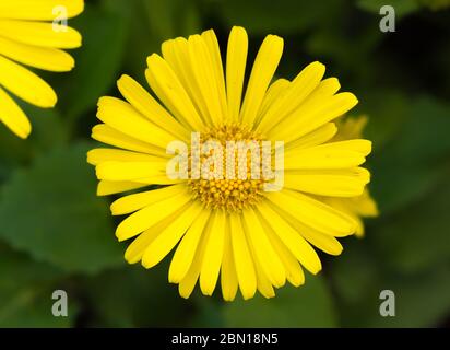 Anmerkungen orientale 'Leonardo Kompakt' (AKA Leoparden Bane), einen kleinen gelben mehrjährige Pflanze blüht im Frühjahr in West Sussex, UK. Stockfoto