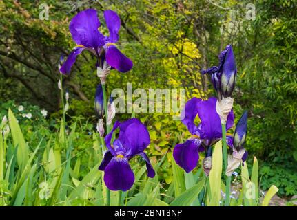 Bärtige Iris (Iris germanica), dunkelviolette oder violette Farben, sehr große Irises in einem Garten im Frühjahr (Mai) in West Sussex, England, Großbritannien. Flora. Stockfoto