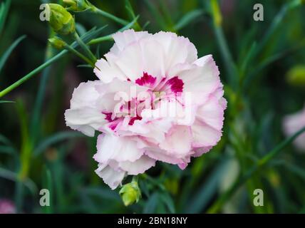 Dianthus Cottage Pink' Gran' Nelke Blume blühen im Frühling in West Sussex, UK. Stockfoto