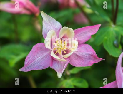 Einzelne rosa & gelbe Blume aus einer Aquilegia 'Spring Magic Rose & White' Pflanze aus der Spring Magic Series, blühend im Frühling, UK. Flora. Stockfoto