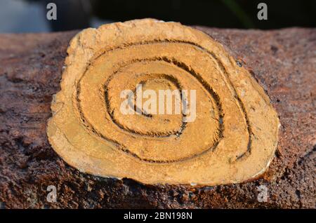 Brauner Holzhintergrund, Holzstruktur Stockfoto