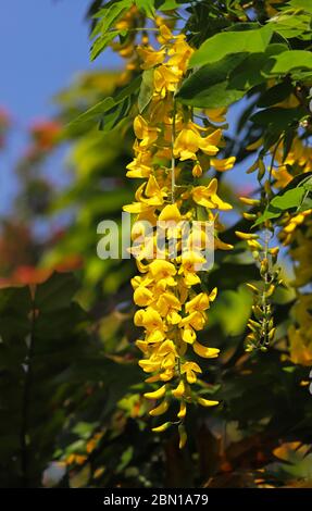 Eine hängende gelbe Blüte eines Laburnum, Laburnum anagyroides, in einem englischen Garten in Hellesdon, Norfolk, England, Vereinigtes Königreich, Europa. Stockfoto