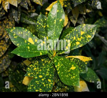 Golddust c, Codiaeum variegatum, vielblättrige Kroton, Euphorbiaceae Pflanzen Natur, wächst in einem organischen Garten zu Hause. Stockfoto