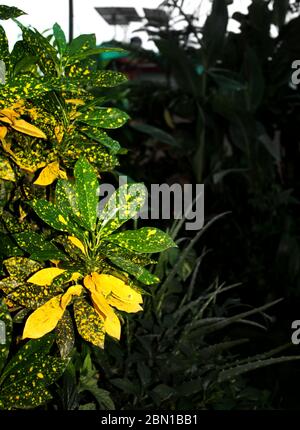 Golddust c, Codiaeum variegatum, vielblättrige Kroton, Euphorbiaceae Pflanzen Natur, wächst in einem organischen Garten zu Hause. Stockfoto