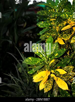 Golddust c, Codiaeum variegatum, vielblättrige Kroton, Euphorbiaceae Pflanzen Natur, wächst in einem organischen Garten zu Hause. Stockfoto