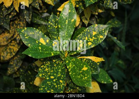 Golddust c, Codiaeum variegatum, vielblättrige Kroton, Euphorbiaceae Pflanzen Natur, wächst in einem organischen Garten zu Hause. Stockfoto