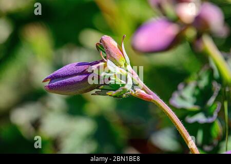 Knospe Blume blau lila Stockfoto