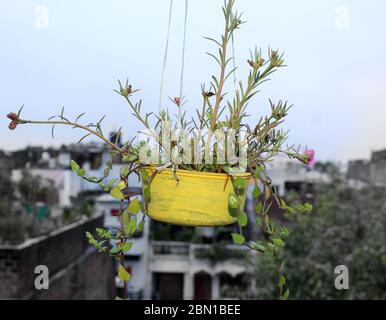 Portulaca oleracea, gemeinsame Purslane, verdolaga, redroot oder pursley, saftige Pflanze trägt auf hausgemachten Kunststoff-Topf Stockfoto