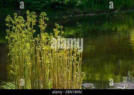 Triebe eines jungen Farns am Ufer eines Teiches in einem öffentlichen Park Stockfoto