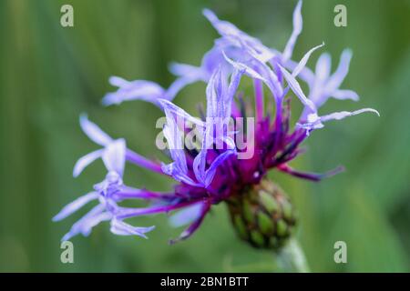 Mountain bluet Centaurea montana blaue Blume Stockfoto