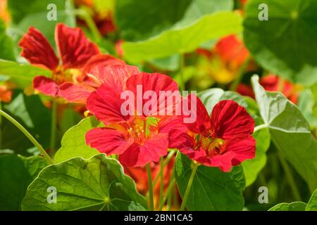 Purpurroter Garten Kapuzinerkresse 'Crimson Emperor', Tropaeolum majus 'Crimson Emperor', indische Kresse oder Mönchspresse Stockfoto