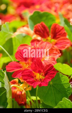 Purpurroter Garten Kapuzinerkresse 'Crimson Emperor', Tropaeolum majus 'Crimson Emperor', indische Kresse oder Mönchspresse Stockfoto