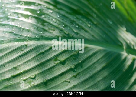 Wassertropfen auf Canna Lilly große Blätter, Regentropfen, grüne Natur ein Bio-Heimgarten. Stockfoto