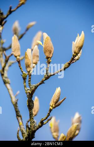 magnolienbaum im Knospe Stockfoto