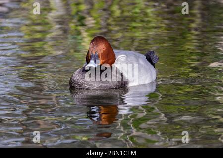 Gewöhnliche Pochard-Ente auf dem Wasser Stockfoto