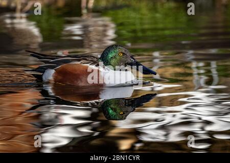 canvasback Ente auf Wasser Stockfoto