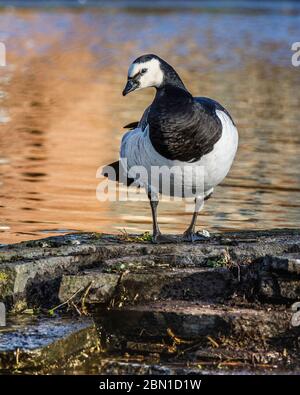 barnacle Gans stehend mit einem verschwommenen Hintergrund Stockfoto