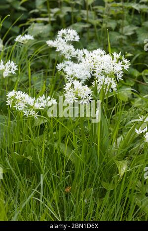 Allium ursinum, wilder Knoblauch wächst auf dem Land Stockfoto