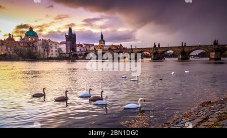 Schwäne unter und die Karlsbrücke in Prag, Tschechien Stockfoto