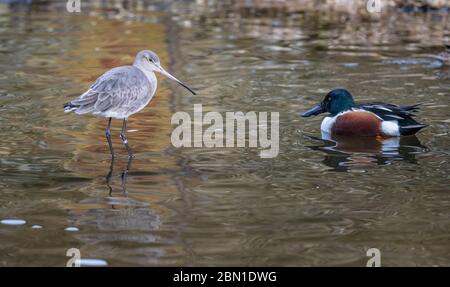 Stelzenläufer und Leinwandrücken auf Wasser Stockfoto