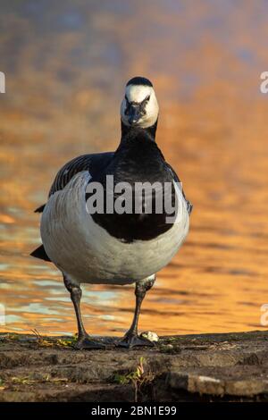 barnacle Gans stehend mit einem verschwommenen Hintergrund Stockfoto