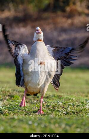 ägyptische Gans an Land mit Flügeln nach oben Stockfoto
