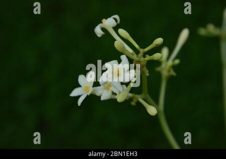 Lebendige weiße Friedenslilie Anthurium Stockfoto