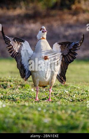 Ägyptische Gans mit Flügeln nach oben Stockfoto