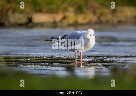 möwe steht auf gefrorenem Wasser Stockfoto