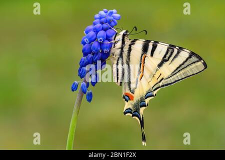 Seltene Schwalbenschwanz - Iphiclides podalirius, schön gefärbte Schwalbenschwanz aus europäischen Wiesen und Sträuchern, Zlin, Tschechische Republik. Stockfoto