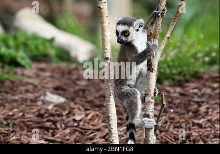 Einer der Zwillingsschwanzlemur-Welpen während der Fütterungszeit im Tayto Park - Freizeitpark und Zoo in Co. Meath. Stockfoto