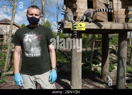 Park und Tiermanager im Tayto Park - Freizeitpark und Zoo Lee Donohoe im Ring Tailed Lemur Gehege im Park in Co. Meath. Stockfoto