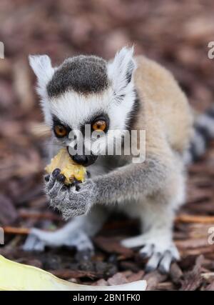 Einer der Zwillingsschwanzlemur-Welpen während der Fütterungszeit im Tayto Park - Freizeitpark und Zoo in Co. Meath. Stockfoto