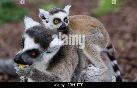 Einer der Zwillingsschwanz-Lemurjunge klammert sich an den Rücken der Mutter im Tayto Park - Freizeitpark und Zoo in Co. Meath. Stockfoto