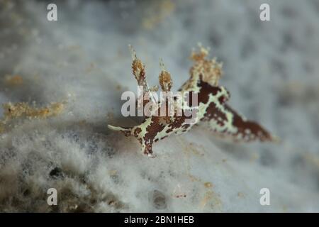 Nacktschnecken Trapania sp. Unterwassermakro-Fotografie aus Romblon, Philippinen Stockfoto