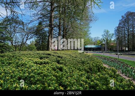 Landschaft des grünen Parkgartens mit Anordnung der dunklen lila Tulpen und Skulptur im 'MissoURI BOTANISCHEN GARTEN' -Saint Louis Stadt, MO Stockfoto