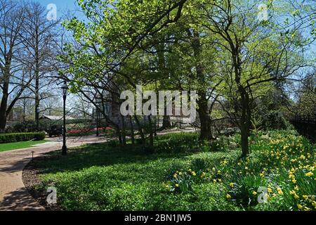 Landschaft des grünen Parkgartens mit Anordnung der dunklen lila Tulpen und Skulptur im 'MissoURI BOTANISCHEN GARTEN' -Saint Louis Stadt, MO Stockfoto