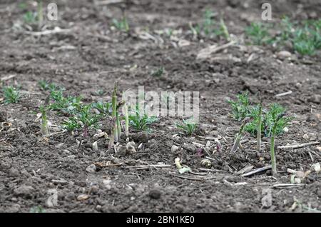 Evesham, Worcestershire, Großbritannien. Mai 2020. Eine Spargelernte bleibt unbeholtet in einem Feld in der Nähe von Evesham, Worcestershire, England, Großbritannien. Mai 2020. Ein Mangel an Saisonarbeitern aufgrund von Coronavirus hat die Ernte von Kulturen in diesem Frühjahr beeinträchtigt. Bild von: Simon Hadley/Alamy Stockfoto