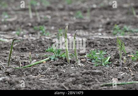 Evesham, Worcestershire, Großbritannien. Mai 2020. Eine Spargelernte bleibt unbeholtet in einem Feld in der Nähe von Evesham, Worcestershire, England, Großbritannien. Mai 2020. Ein Mangel an Saisonarbeitern aufgrund von Coronavirus hat die Ernte von Kulturen in diesem Frühjahr beeinträchtigt. Bild von: Simon Hadley/Alamy Stockfoto