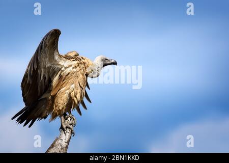 Geier, Weißer Rücken, Gyps africanus, auf einem Ast mit leicht geöffneten Flügeln thront. Kruger Nationalpark Stockfoto