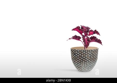 Schöne Zimmerpflanze coleus im Blumentopf auf weißem Hintergrund Stockfoto