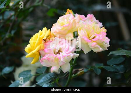 Gelbe Rose mit roten Rangelblüten im Mai Stockfoto