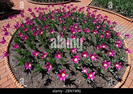 Dunkelrosa regen Lilienblume (Zephyranthes rosea) im Garten Park angeordnet Stockfoto