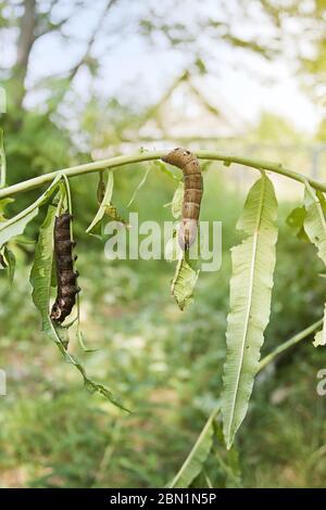 Zwei große Raupen von Deilephila elpenor (elephant Hawk-moth) die Blätter der Rosebay Weidenröschen essen oder Fireweed Stockfoto