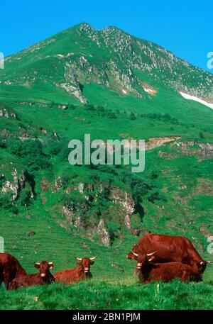 Kuhsaler. Puy Mary. Cantal. Auvergne-Rhone-Alpes, Frankreich Stockfoto